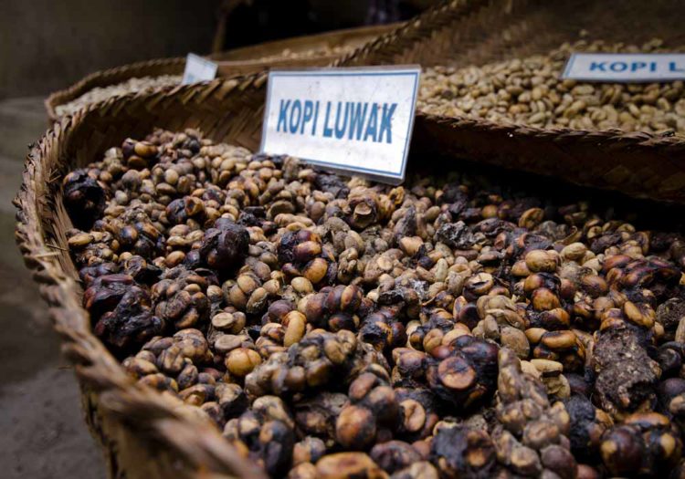 O café mais caro do mundo se chama kopi luwak